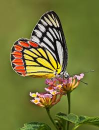 Common Jezebel Butterfly...