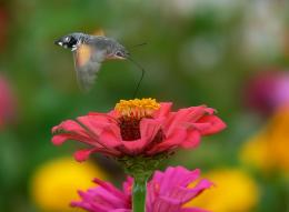 Sphingidae Picture