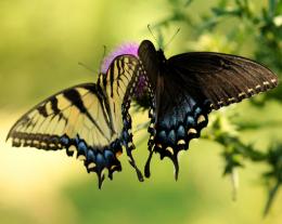 Swallowtail Duet