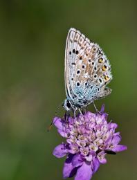 butterflyonmagentaflower