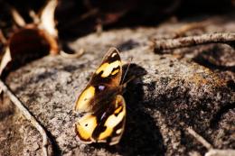 fluterby on a rock