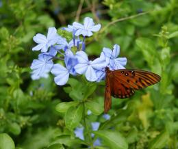 my first butterfly