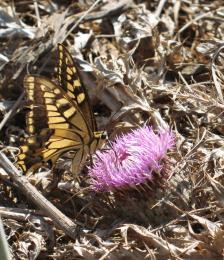 surrounded by thorns