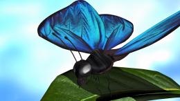 Blue Butterfly