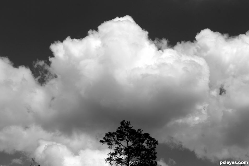 Resting on the top of the  pine