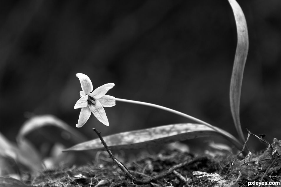 Trillium - Ontarios Flower