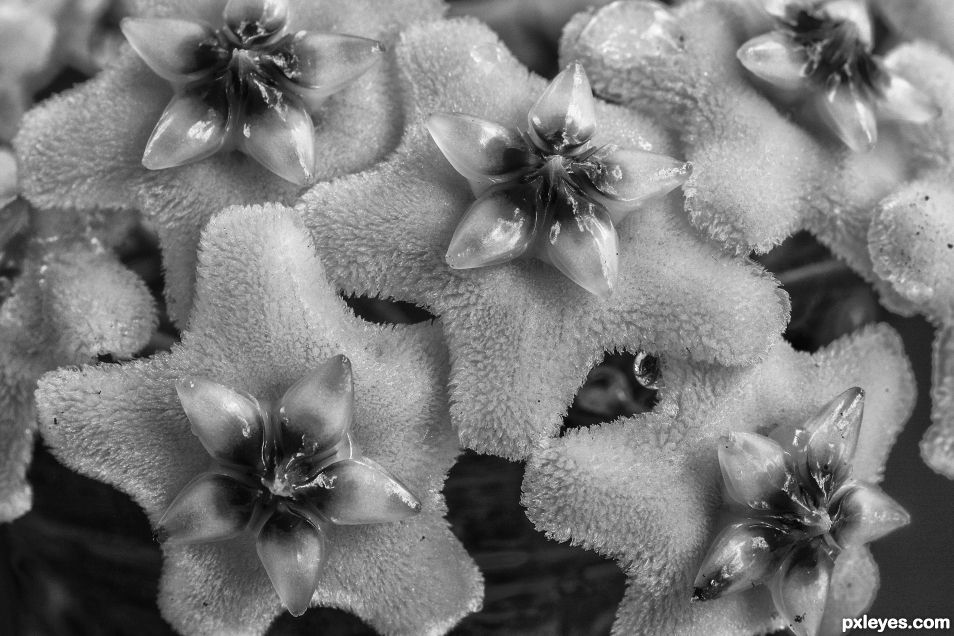 Hoya blossoms