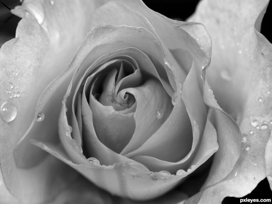 Rose and dew