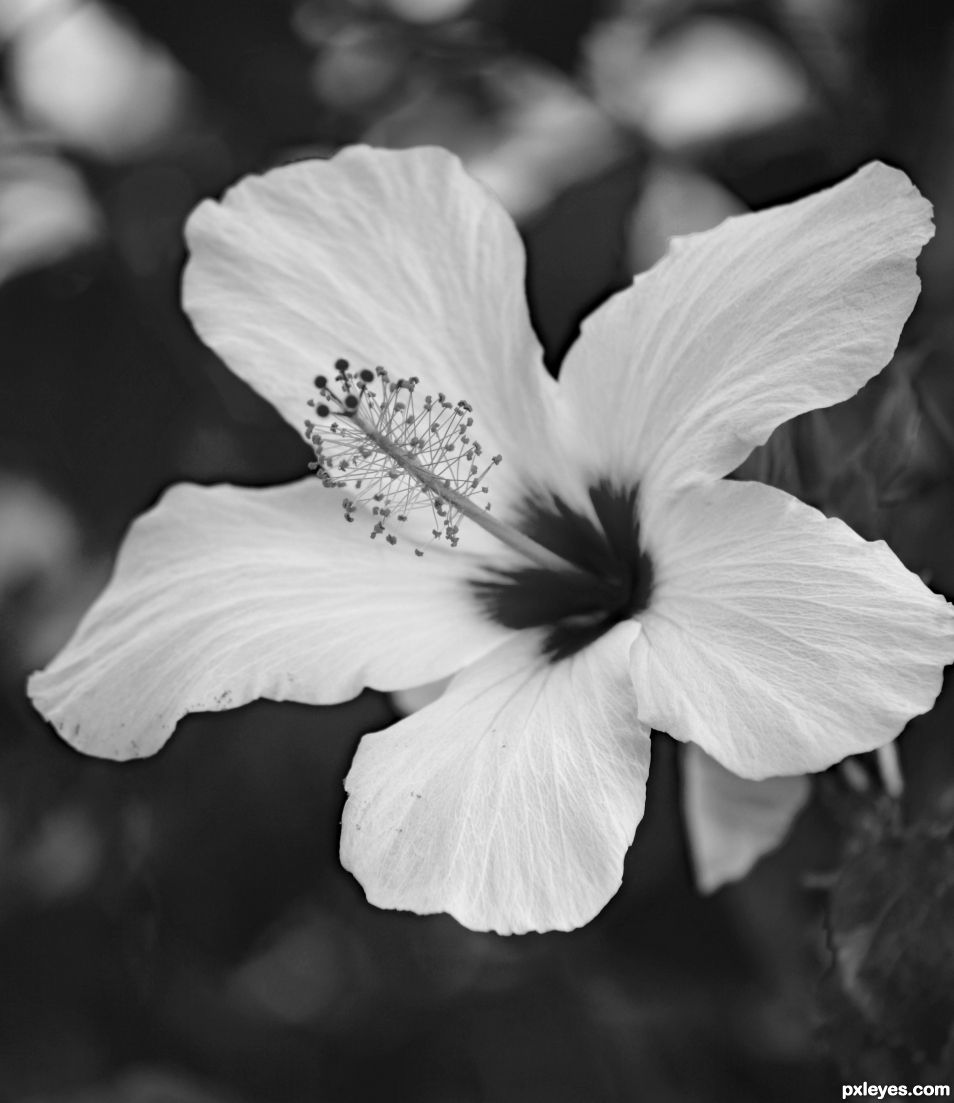 Hibiscus