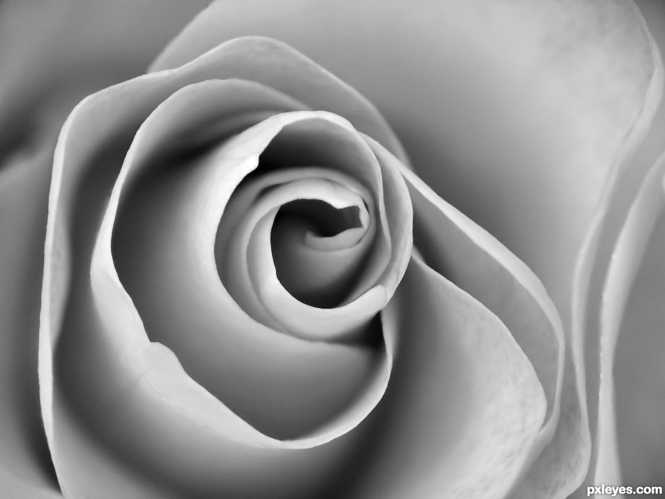 Spiral of petals