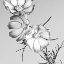 bw flowers 2 photography contest