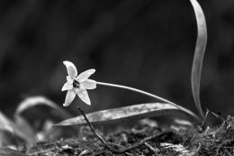 Trillium - Ontarios Flower