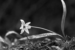 Trillium - Ontario