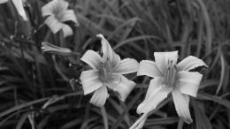 Day lilies