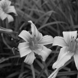 Daylilies