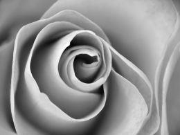 Spiral of petals