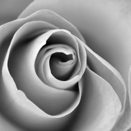 Spiralofpetals