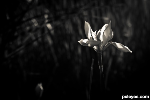 BW Flower