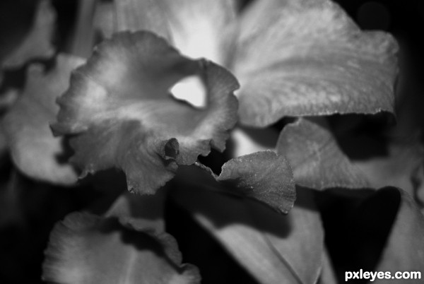 Cattleya