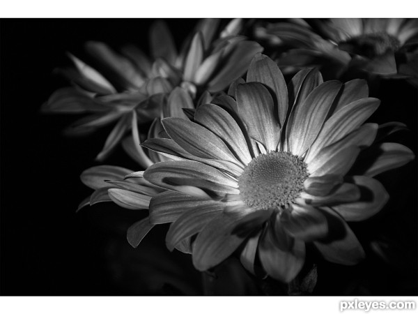 Flowers in black and white
