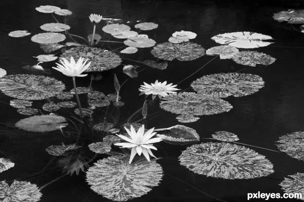 Lovely Lilies