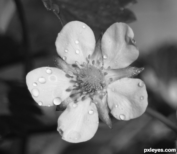 Strawberry Flower