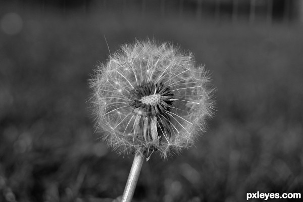 That Amazing Weedâ€”The Dandelion