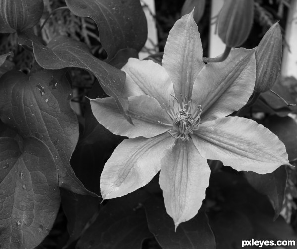 Black and white Clematis