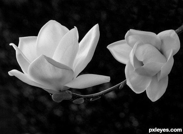 White Magnolia