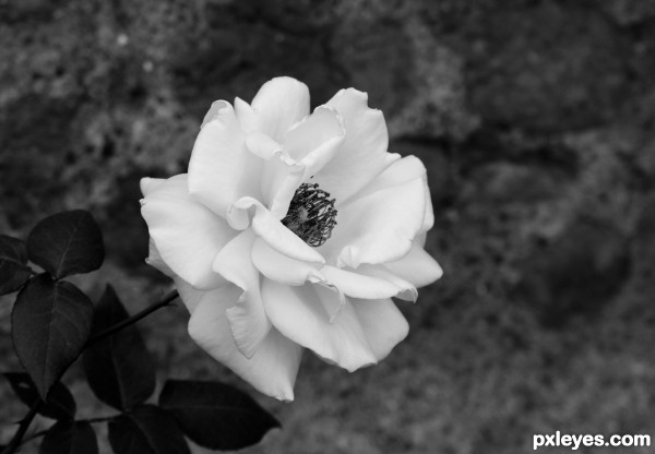 White rose