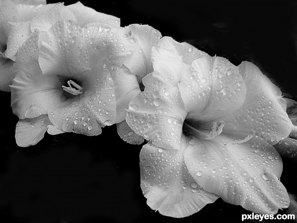 Creation of beautiful flower: Step 1