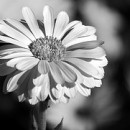 bw flowers photography contest