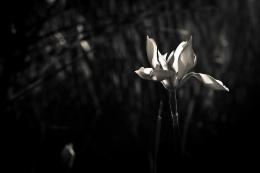 BW Flower