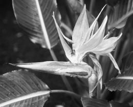 BirdofParadise