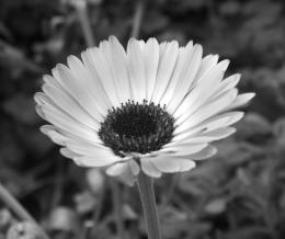 BlackandWhiteFlower