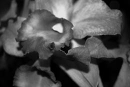 Cattleya