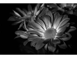 Flowers in black and white