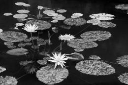 Lovely Lilies