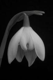 SnowDrop