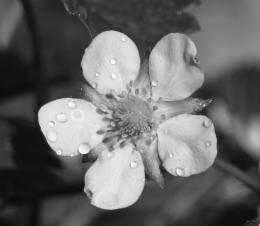 StrawberryFlower