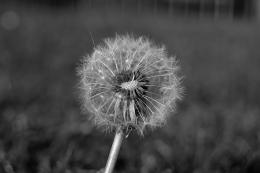 That Amazing Weedâ€”The Dandelion