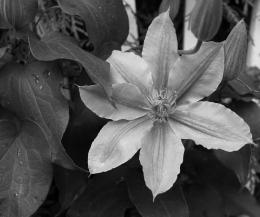 Black and white Clematis