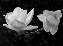 WhiteMagnolia