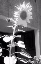 bwsunflower