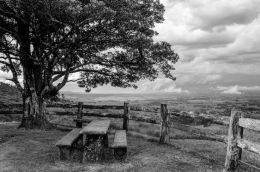 The Lookout