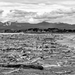 Driftwood