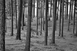 wood