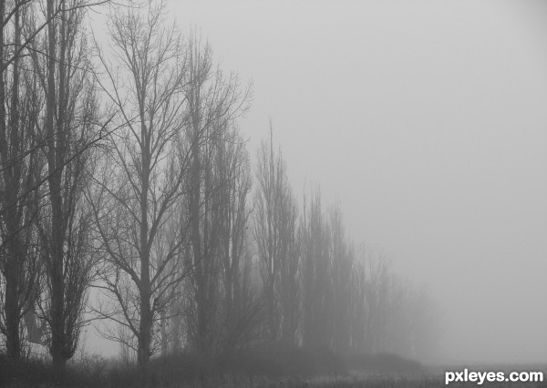Landscape in the fog