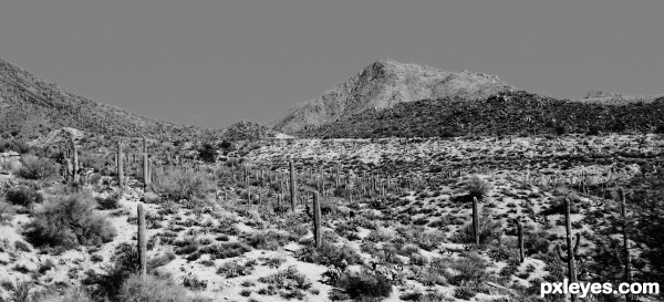 Valley of Cacti