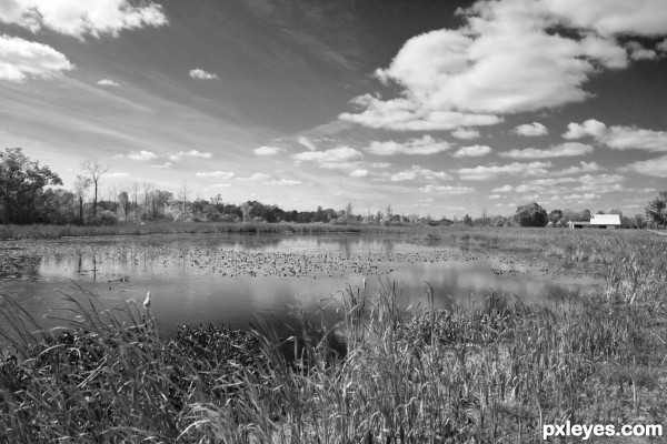 Wetlands